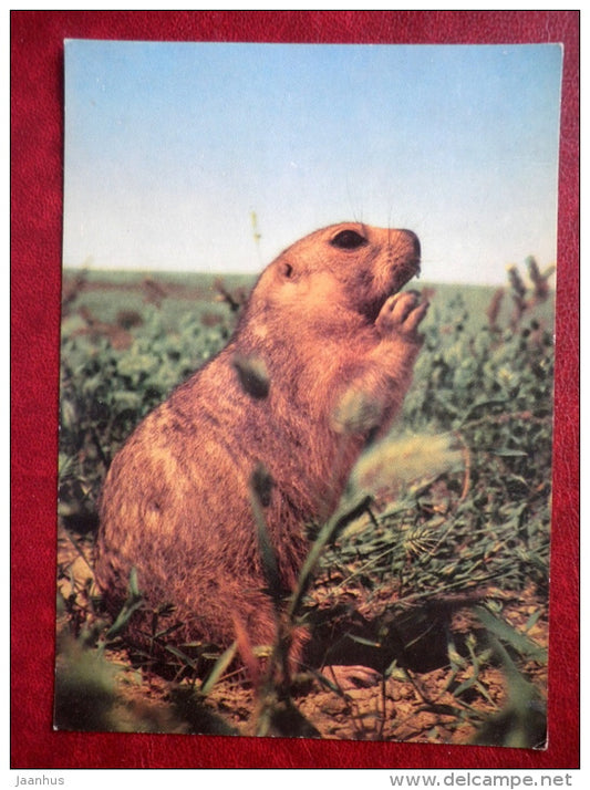 Bobak marmot - Marmota bobak - animal - 1985 - Russia USSR - unused - JH Postcards