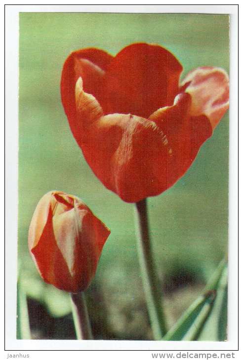 Orenge Star - Tulips - flowers - 1975 - Russia USSR - unused - JH Postcards