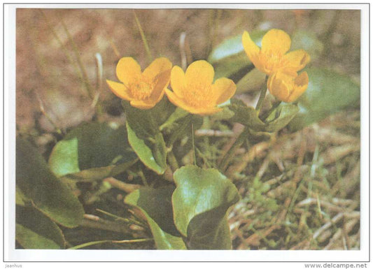 Marsh Marigold - Caltha palustris - Spring Flowers - 1986 - Estonia USSR - unused - JH Postcards