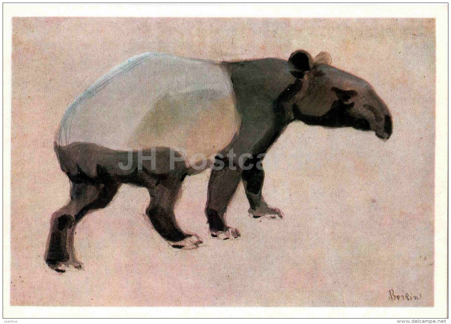 painting by Vasily Vatagin - Malayan tapir - Acrocodia indica - Russian art - 1978 - Russia USSR - unused - JH Postcards