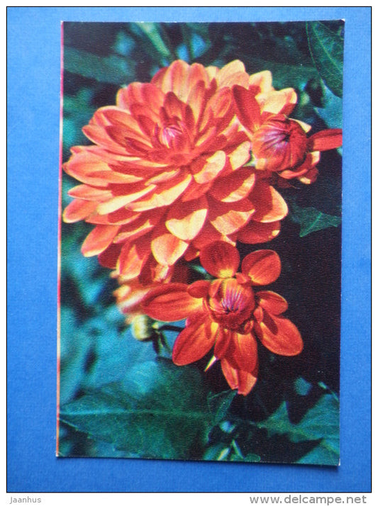 Triumph - dahlia - flowers - 1974 - Russia USSR - unused - JH Postcards