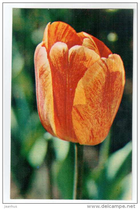 Striped Oxford - Tulips - flowers - 1975 - Russia USSR - unused - JH Postcards