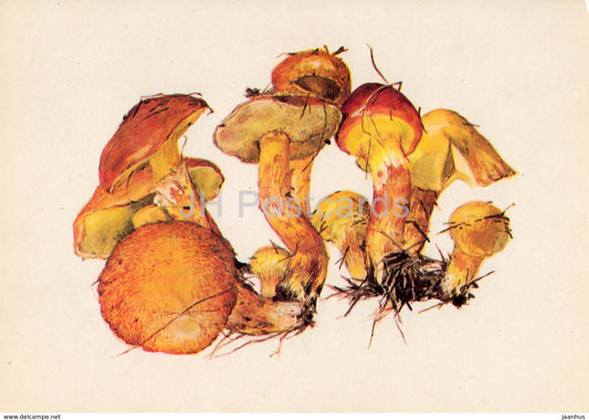 Larch bolete Mushroom - Suillus grevillei - illustration by A. Shipilenko - Mushrooms - 1976 - Russia USSR - unused - JH Postcards