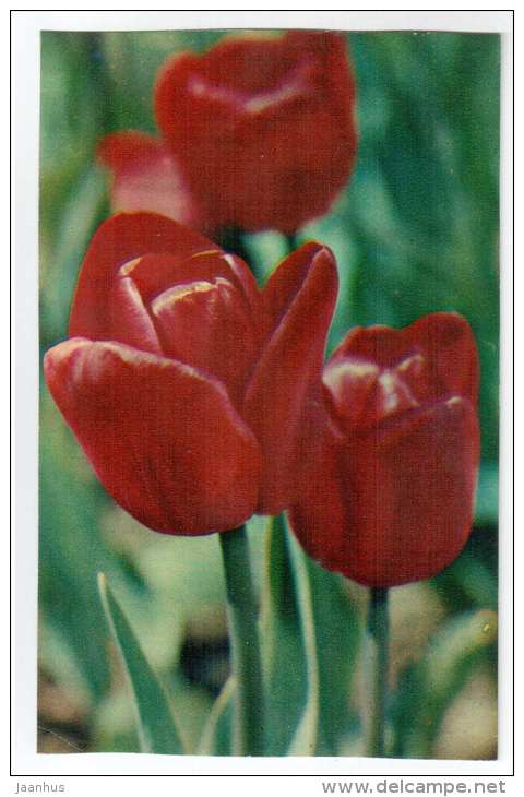 Nautilus - Tulips - flowers - 1975 - Russia USSR - unused - JH Postcards