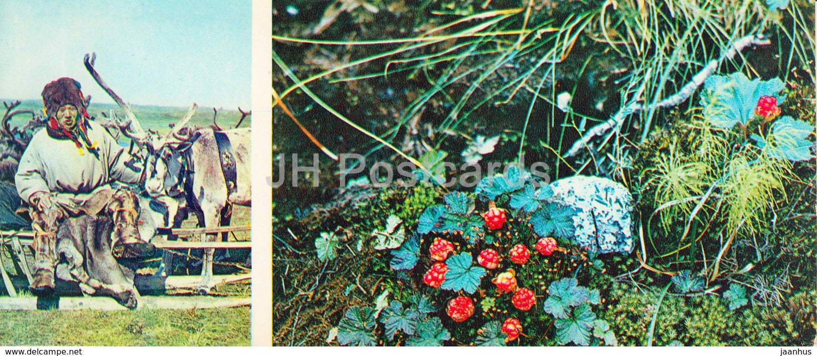 Cloudberry - moss - reindeer - native people - plants -  Tundra in bloom - 1973 - Russia USSR - unused - JH Postcards