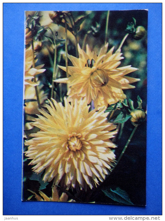 Silhouette - dahlia - flowers - 1974 - Russia USSR - unused - JH Postcards