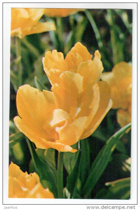 Monte Carlo - Tulips - flowers - 1975 - Russia USSR - unused - JH Postcards