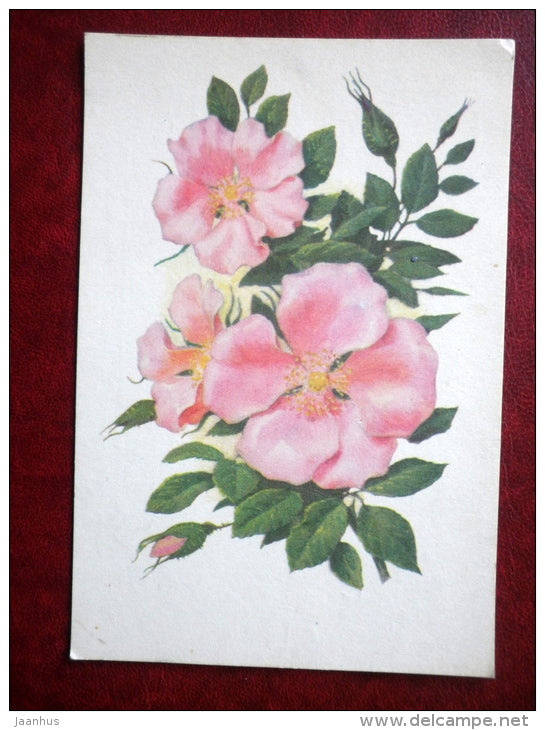 Greeting Card - briar - flowers - 1972 - Russia USSR - used - JH Postcards