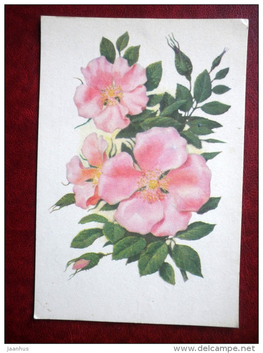 Greeting Card - briar - flowers - 1972 - Russia USSR - used - JH Postcards