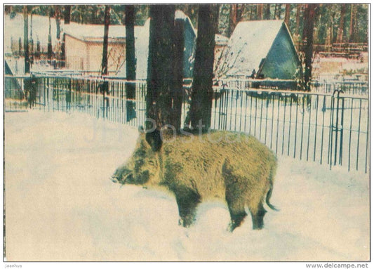 Wild boar - Sus scrofa - animals - postcard on thin paper - Riga Zoo - Latvia USSR - unused - JH Postcards