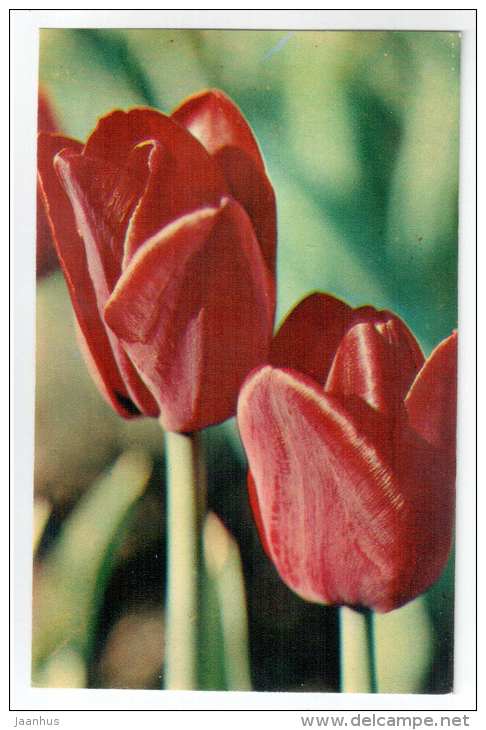 Alborough - Tulips - flowers - 1975 - Russia USSR - unused - JH Postcards