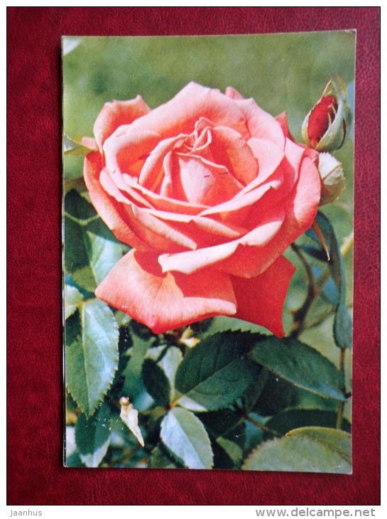 Greeting Card - rose Super Star - flowers - 1973 - Russia USSR - unused - JH Postcards