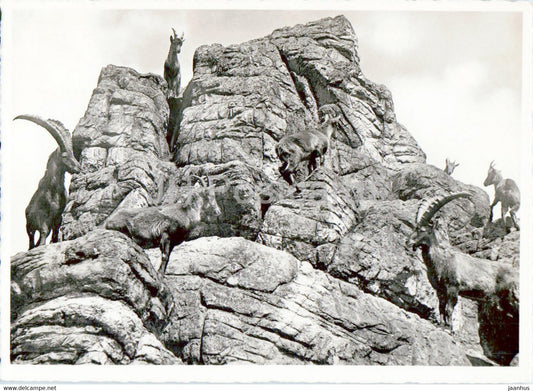 St Gallen - Wildpark Peter & Paul - steinbock - deer - animals - 908 - 1938 - old postcard - Switzerland - used - JH Postcards