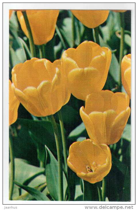 Golden Emperior - Tulips - flowers - 1975 - Russia USSR - unused - JH Postcards