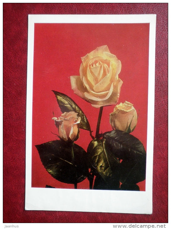 Greeting Card - yellow roses - flowers - 1970 - Russia USSR - unused - JH Postcards