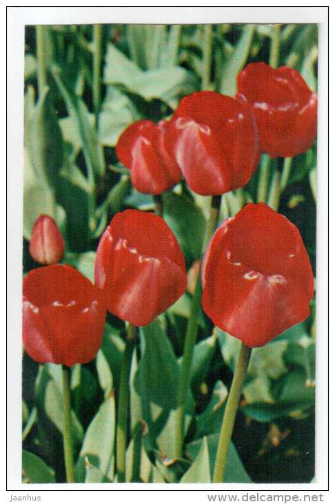 Diplomat - Tulips - flowers - 1975 - Russia USSR - unused - JH Postcards