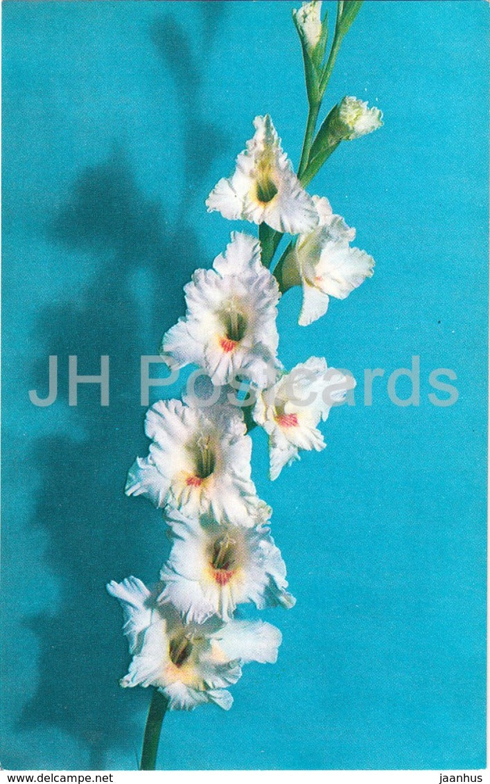 Vladimir Vasilyev - Gladiolus - Flowers - 1974 - Russia USSR - unused - JH Postcards