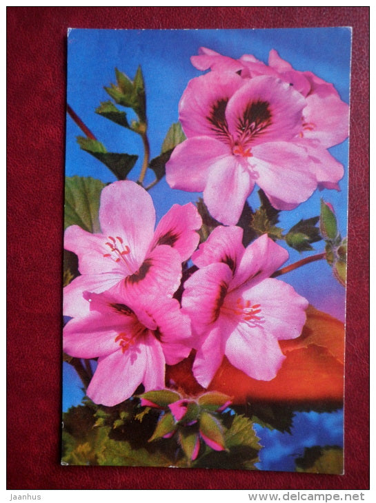 Greeting Card - pelargonium - flowers - 1973 - Russia USSR - used - JH Postcards