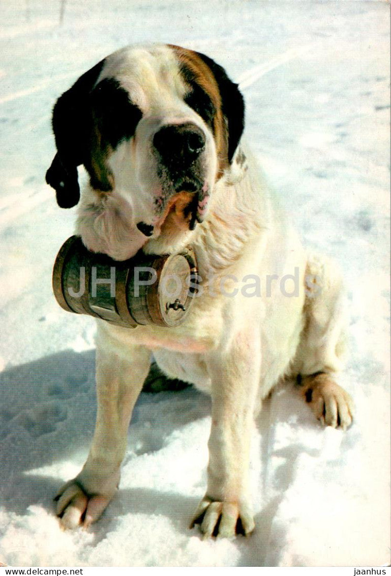 Koko - Le Saint Bernard des Neiges - St Bernard - dog- France - used