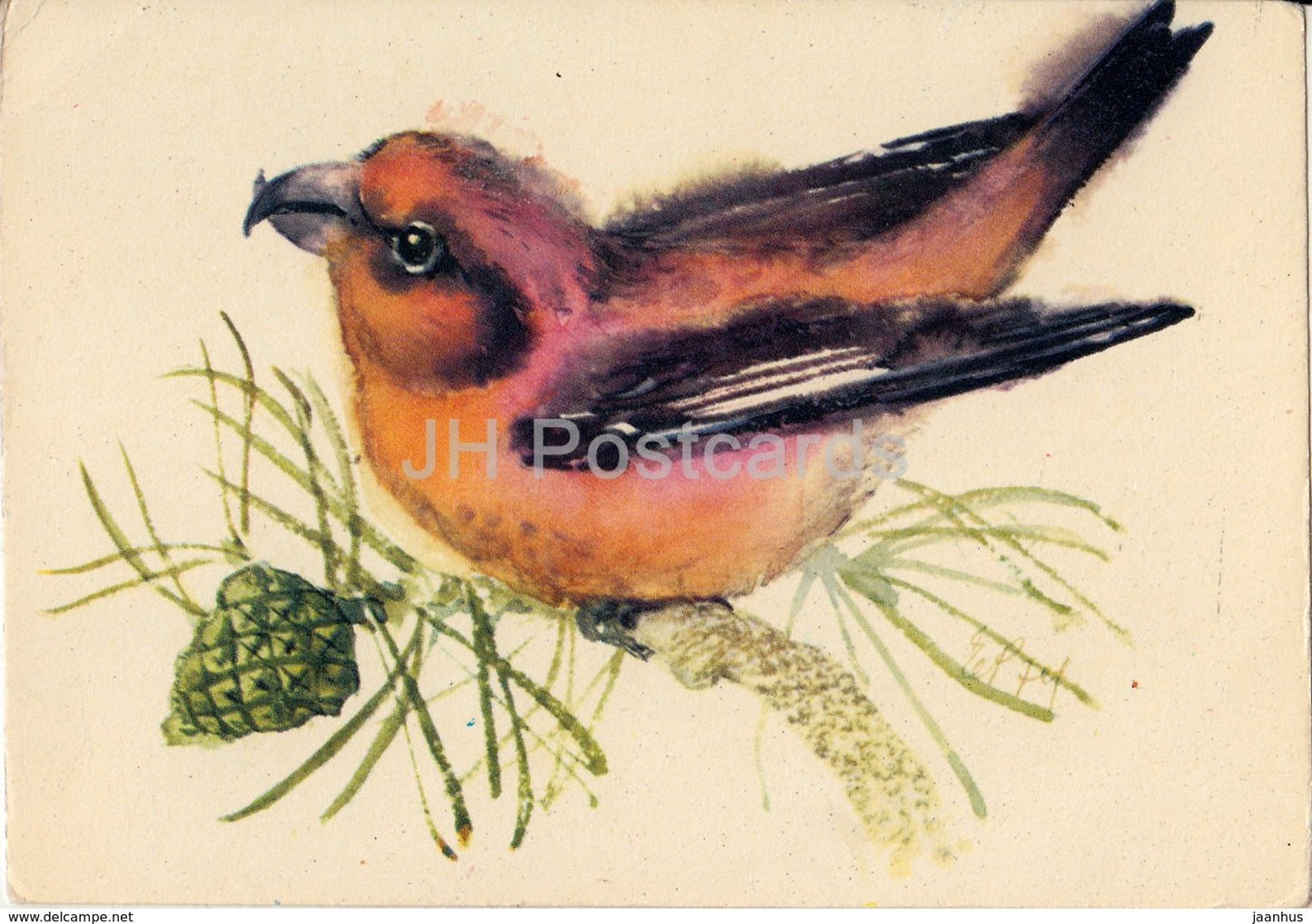 Red crossbill - Loxia curvirostra - birds - illustration by E. Pikk - 1975 - Estonia USSR - unused - JH Postcards