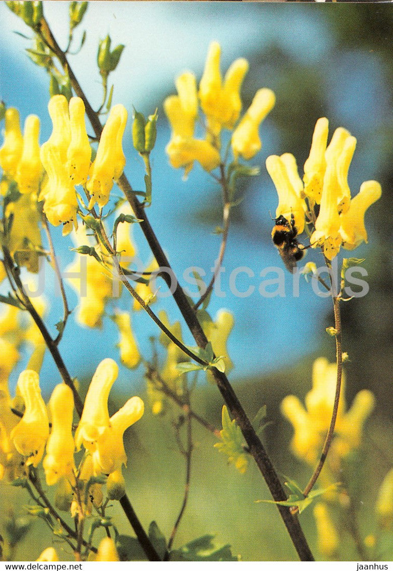 Wolfsbane - Aconitum Vulparia - Geschutzte Pflanzen - Protected plants - DDR Germany - unused - JH Postcards