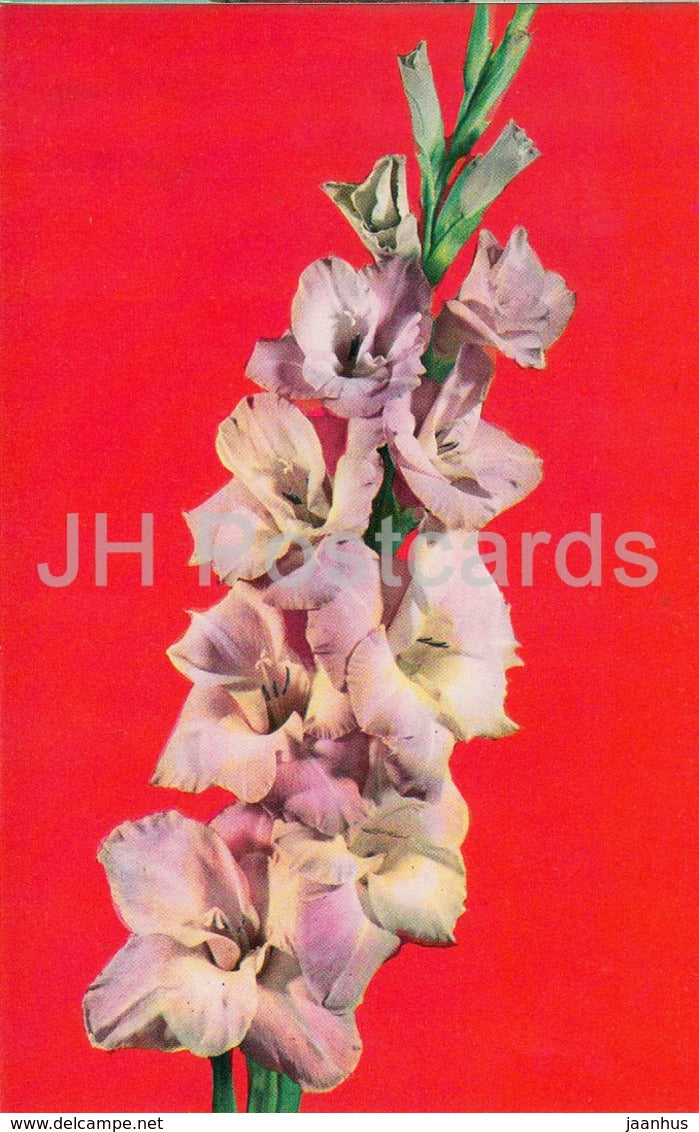 Georgy Rodionenko - Gladiolus - Flowers - 1974 - Russia USSR - unused - JH Postcards