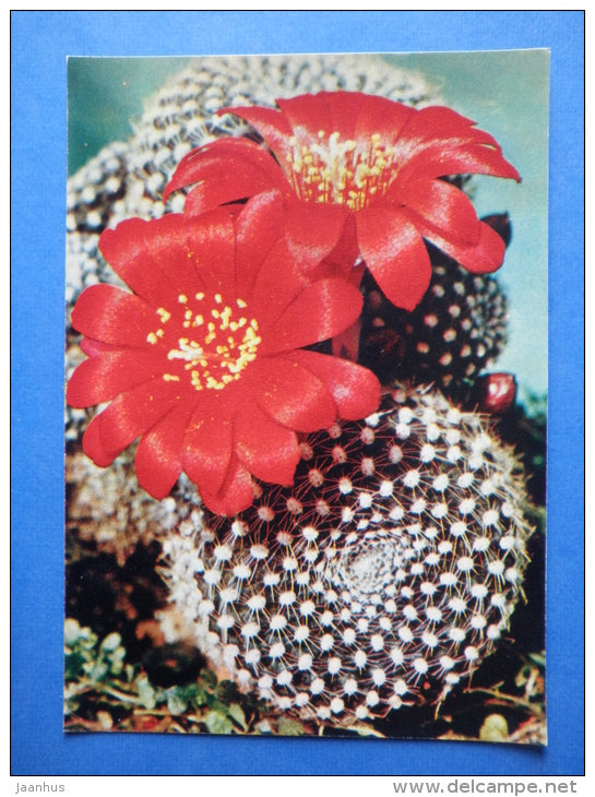 Krainz´ Crown Cactus - Rebutia Krainiziana - cactus - flowers - Botanical Garden of the USSR - 1973 - Russia USSR - JH Postcards