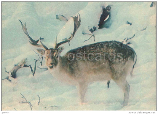 Fallow Deer - Dama dama - animals - postcard on thin paper - Riga Zoo - Latvia USSR - unused - JH Postcards