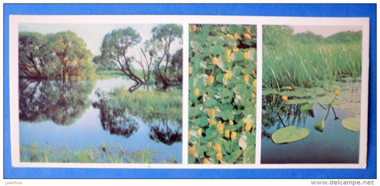 yellow water lily - Moscow Oblast - Podmoskovye - 1977 - Russia USSR - unused - JH Postcards