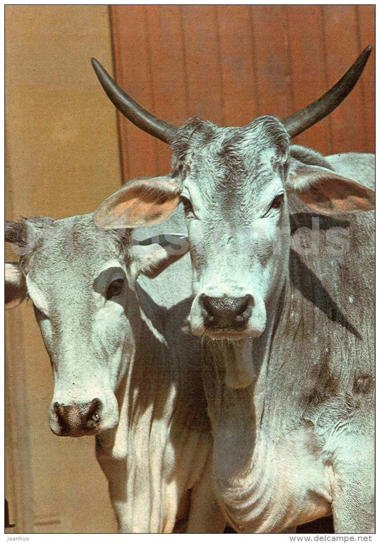 Aurochs - Bos taurus primigenius - large format card - Tallinn Zoo 50 - 1989 - Estonia USSR - unused - JH Postcards