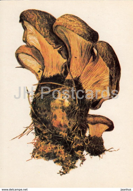 Velvet roll-rim Mushroom - Suillus grevillei - illustration by A. Shipilenko - Mushrooms - 1976 - Russia USSR - unused - JH Postcards