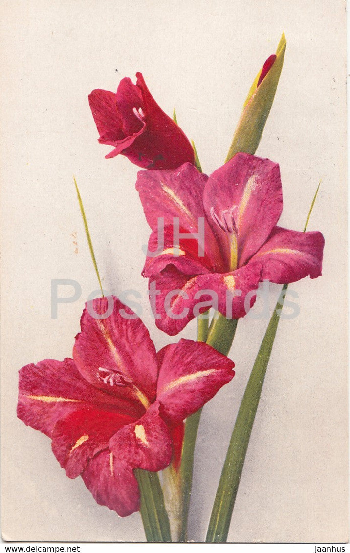 red gladiolus - flowers - Photochromie - old postcard - 1924 - used - JH Postcards