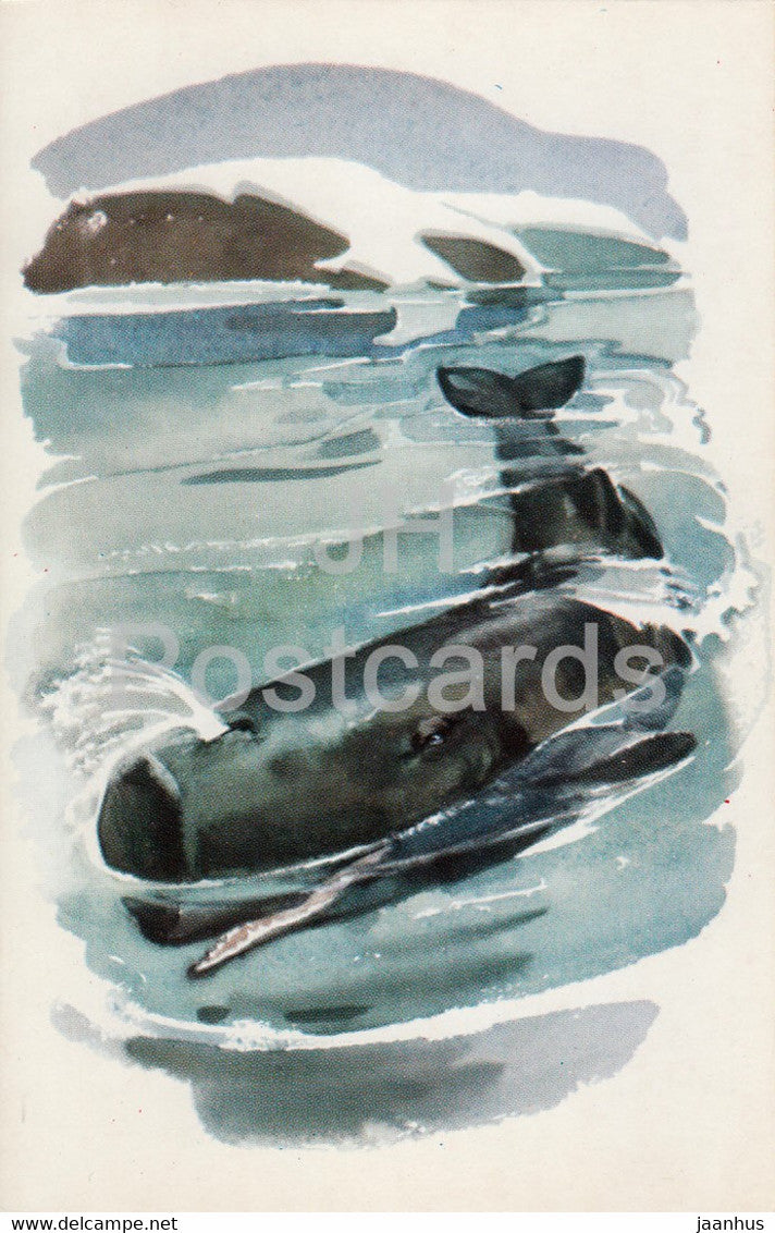 Sperm whale - Physeter macrocephalus - illustration - Polar Animals - 1972 - Russia USSR - unused - JH Postcards