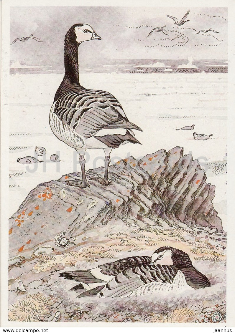 Barnacle goose - Branta leucopsis - illustration by V. Gorbatov - birds - 1989 - Russia USSR - unused - JH Postcards