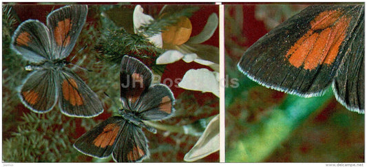 Thestor romanovi - butterfly - 1976 - Russia USSR - unused - JH Postcards