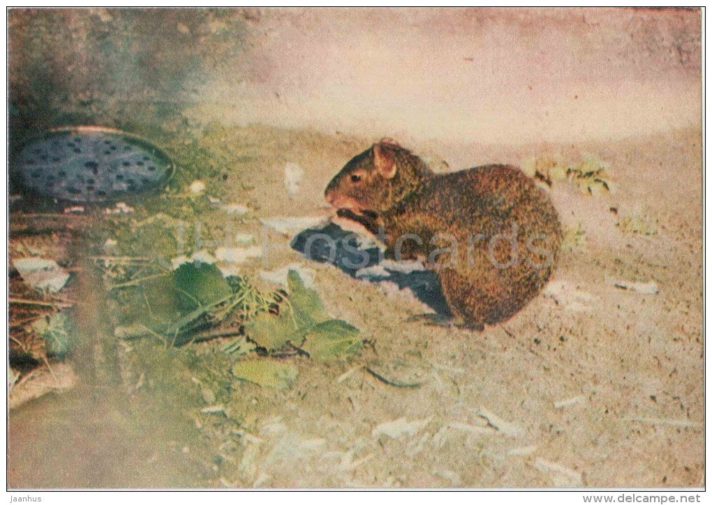 Red-rumped Agouti - Dasyprocta agouti - animals - postcard on thin paper - Riga Zoo - Latvia USSR - unused - JH Postcards