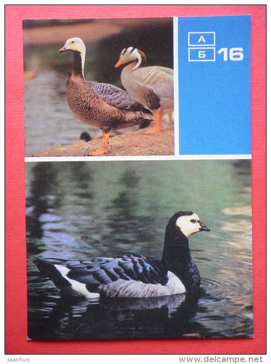 Emperor goose - Barnacle goose - Moscow Zoo Birds - 1988 - Russia USSR - unused - JH Postcards