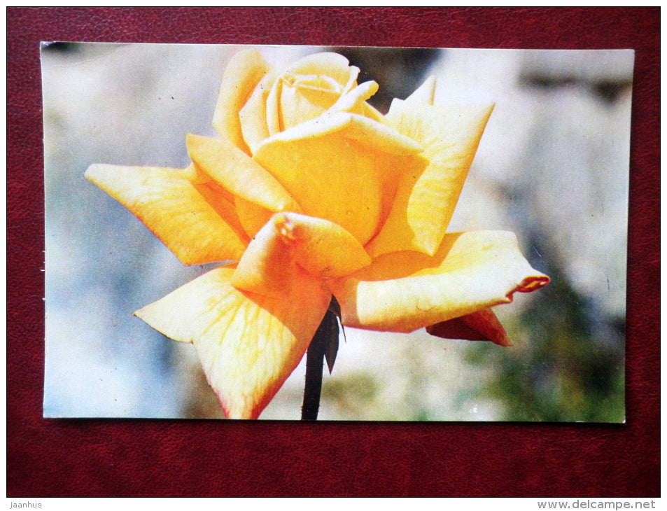 Greeting Card - rose Goldkrone - flowers - 1973 - Russia USSR - unused - JH Postcards