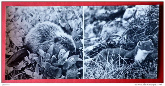 Beaver , genus Castor - The Stoat , Mustela erminea - animals - Oka Nature reserve - 1973 - USSR Russia - unused - JH Postcards