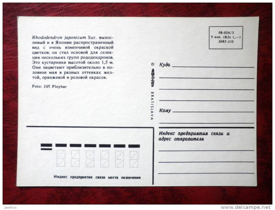 rhododendron - rhododendron  japonicum -  flowers - Czechoslovakia - unused - JH Postcards