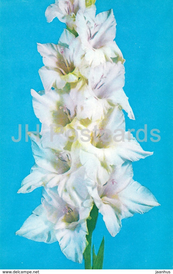 Yaroslavna - Gladiolus - Flowers - 1974 - Russia USSR - unused - JH Postcards