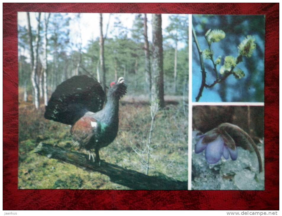 Estonian Nature - Playing capercaillie, willow, blue flower - USSR - 1977 - unused - JH Postcards