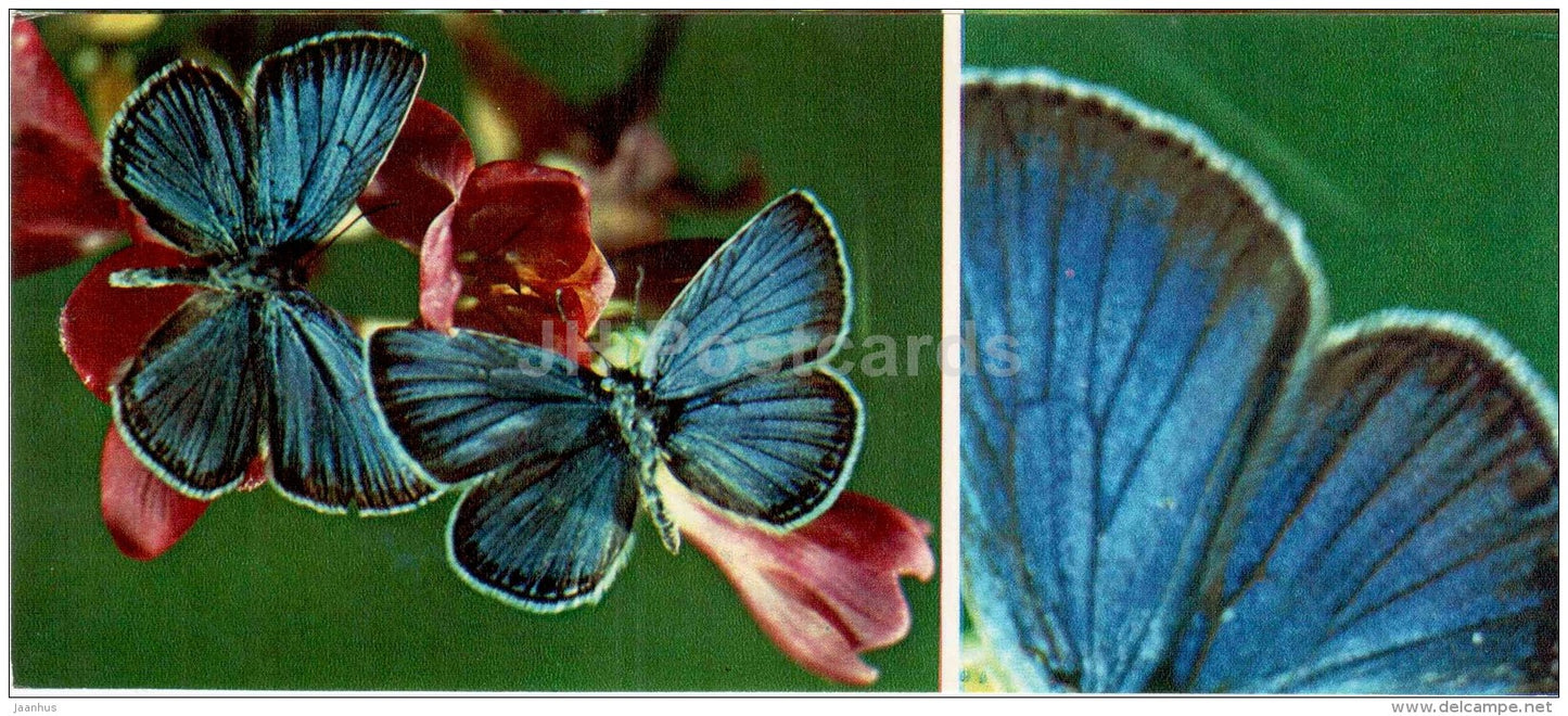 Plebejus Loewii - butterfly - 1976 - Russia USSR - unused - JH Postcards