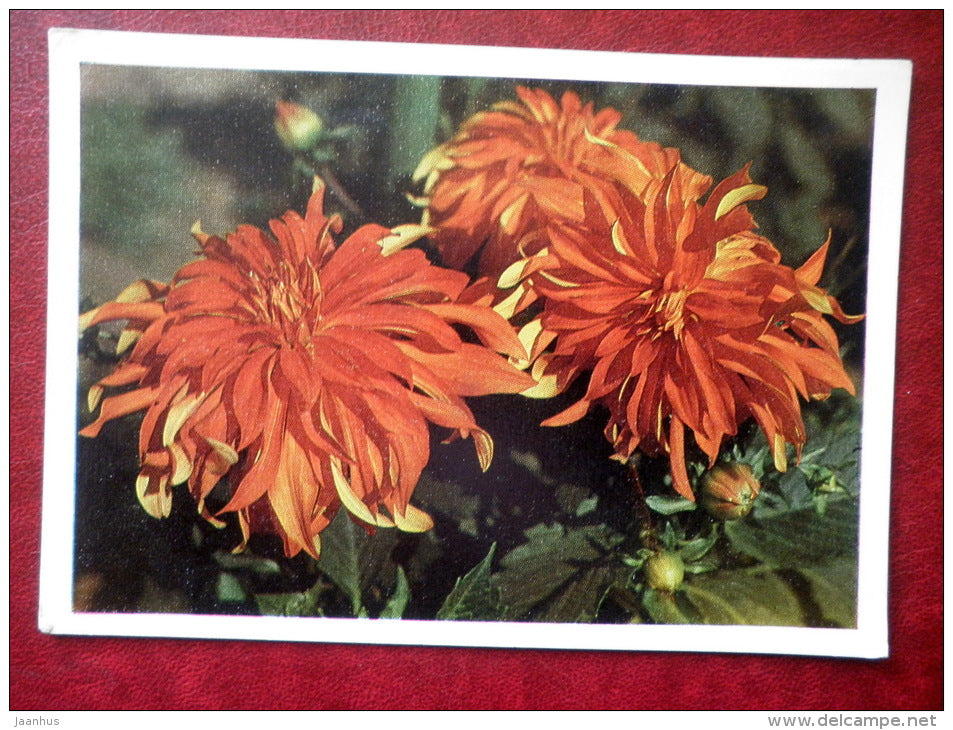 Greeting Card - dahlias - flowers - 1977 - Russia USSR - used - JH Postcards