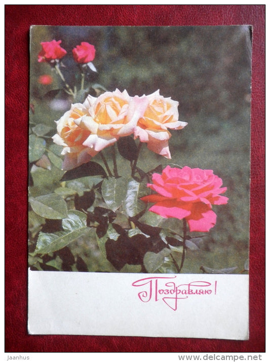 Greeting Card - white and red roses - flowers - 1970 - Russia USSR - used - JH Postcards