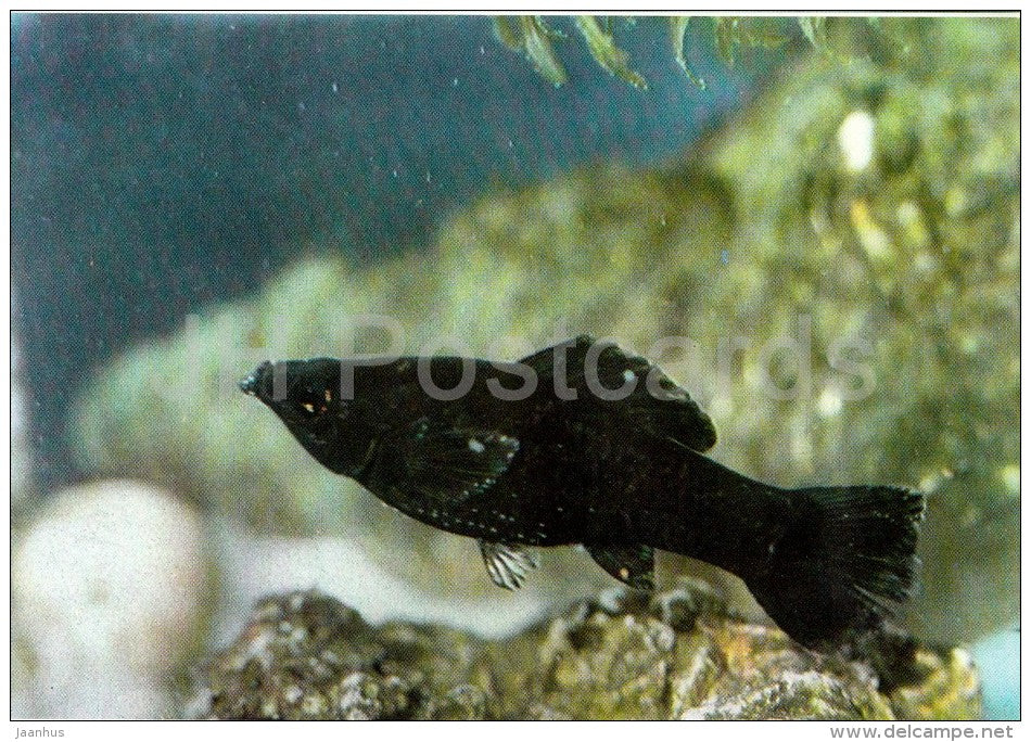 3 - Ornamental Fishes - old postcard - Vietnam - unused - JH Postcards