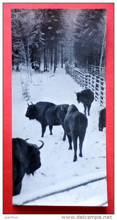 Bisons in the nursery - animals - Oka Nature reserve - 1973 - USSR Russia - unused - JH Postcards