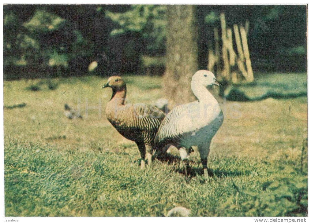 Upland Goose - Chloephaga picta - birds - postcard on thin paper - Riga Zoo - Latvia USSR - unused - JH Postcards