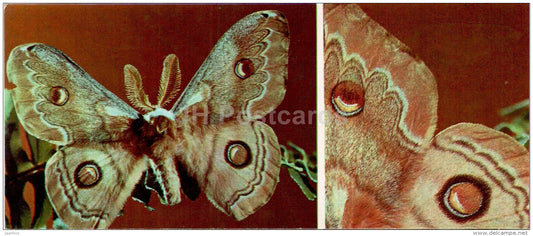 The Tau Emperor - Aglia tau - moth - butterfly - 1976 - Russia USSR - unused - JH Postcards