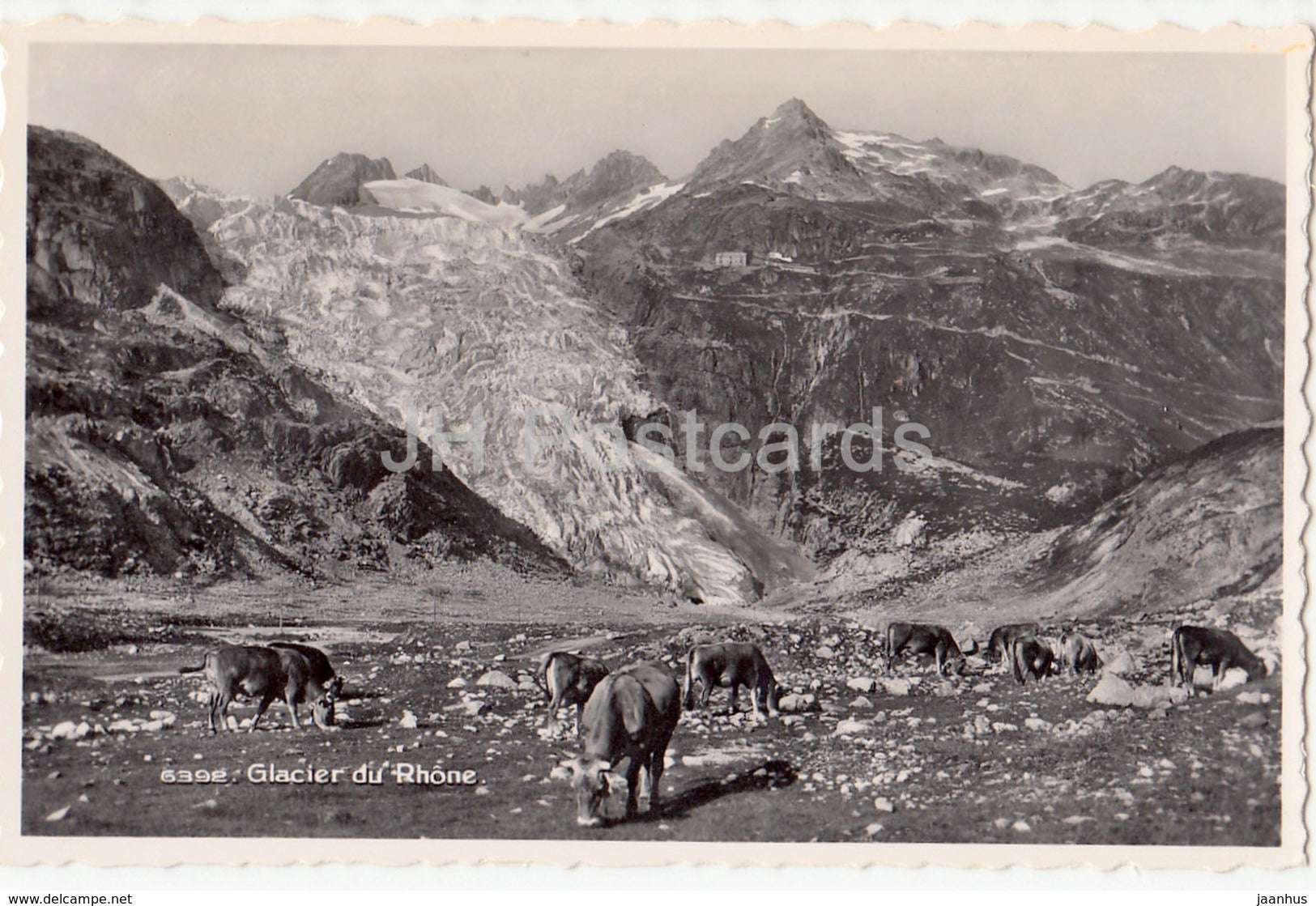 Glacier du Rhone - cow - 6392 - Switzerland - 1926 - unused - JH Postcards